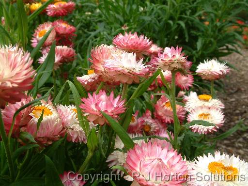 Paper Daisies pale Pink 